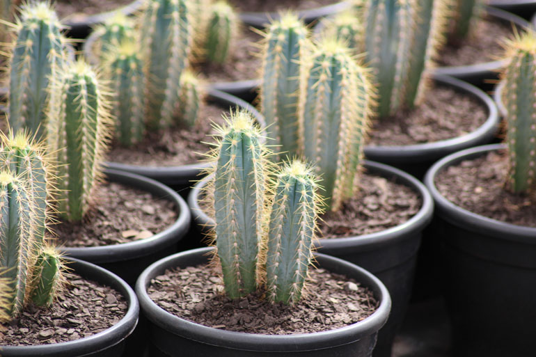 Cactos Dr. Cactus - Flores e Plantas Ornamentais, Cactos, Plantas para  interior, Plantas para Exterior Dr. Cactus – Flores e Plantas Ornamentais,  Cactos, Plantas para interior, Plantas para Exterior